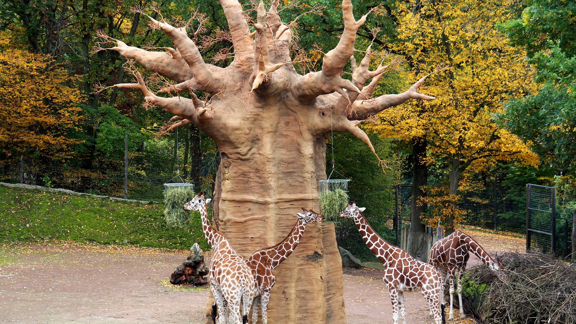 Geweldig: Dierentuin Osnabrück