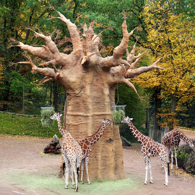 [Translate to Nederlands:] Zoo Osnabrück entdecken