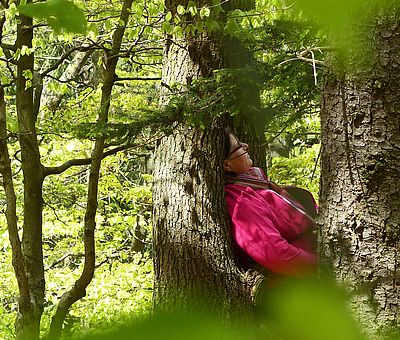 Waldbaden im Osnabrücker Land ist ein Stresskiller! Mit nur wenig Anleitung kann Waldbaden auch ganz leicht in den Alltag integriert werden.