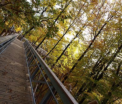 Im Waldkurpark in Bad Iburg mit seinem herrlichen alten Baumbestand entdecken Sie auf dem Baumwipfelpfad die Urkraft des Waldes.