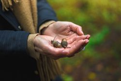 Hände halten zwei Eicheln im Freien vor herbstlich verschwommenem Hintergrund.
