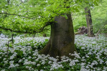 Bärlauchblütenteppich umgibt mächtigen Baumstamm in grüner Waldlandschaft.