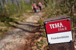 Wandern im Frühling! Der Rundweg TERRA.track Freedenblüte bietet Naturerlebnis auf 8 km