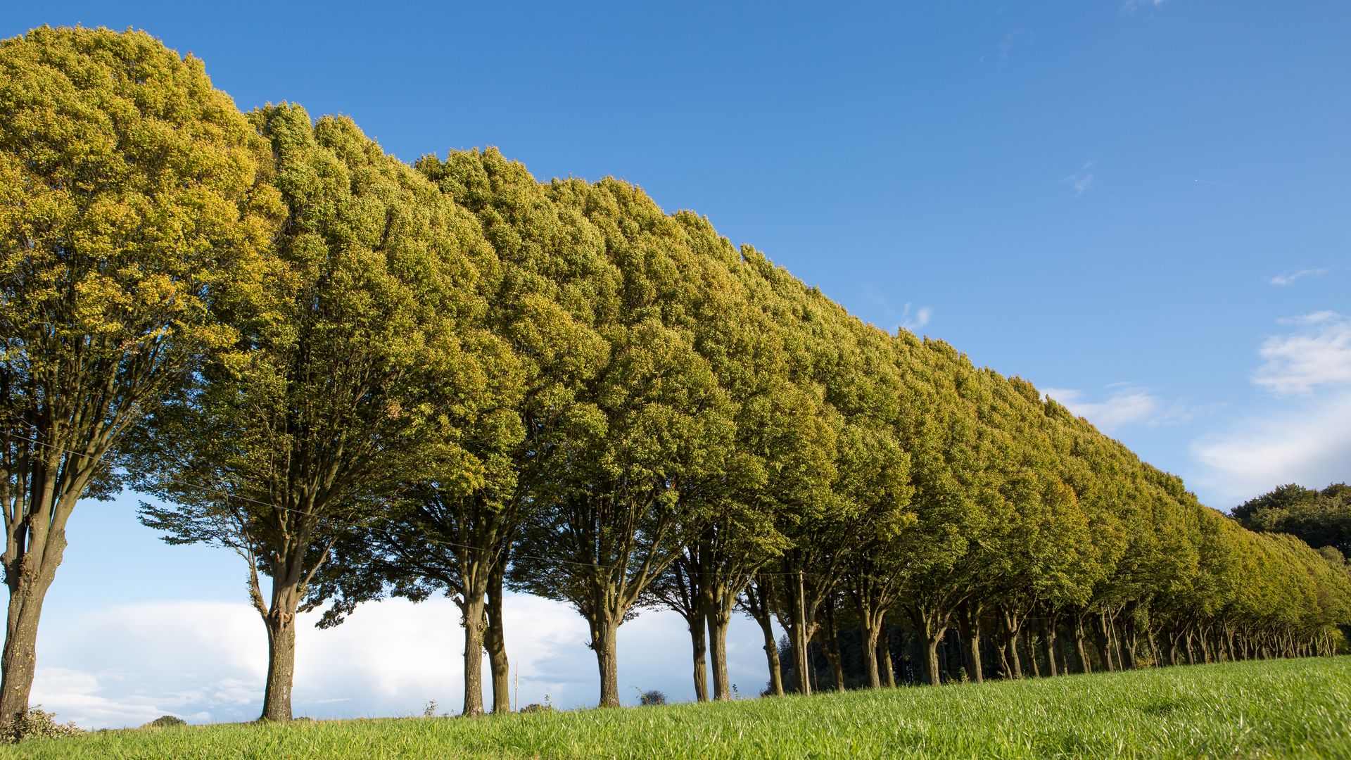 Reihe von Bäumen entlang einer grünen Wiese unter klarem blauen Himmel.