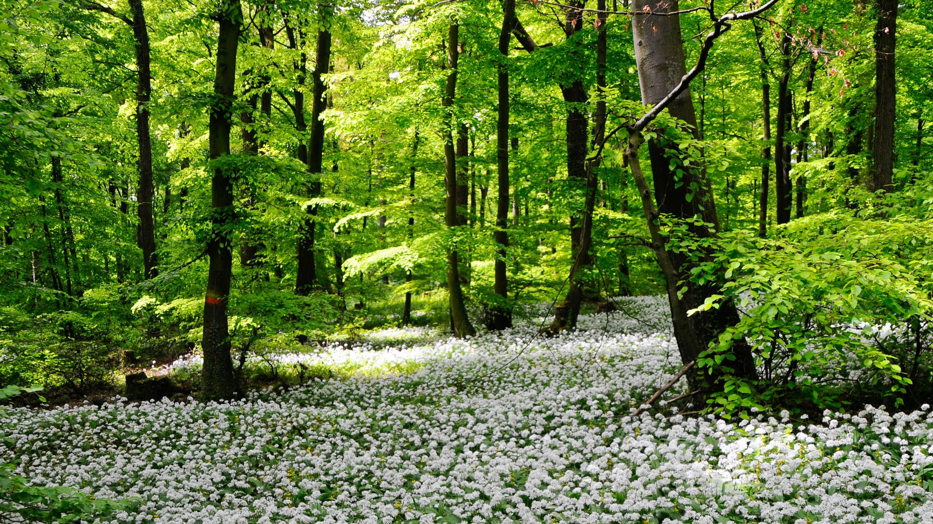 Een zee van bloemen op de Blomberg