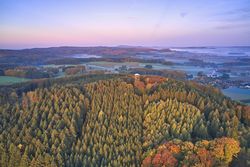 Weitläufiger Wald in herbstlichen Farben unter pastellfarbenem Himmel.