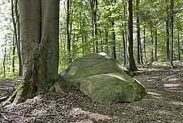 [Translate to Niederländisch:] Naturschutzgebiet Steinernes Meer in Belm-Vehrte