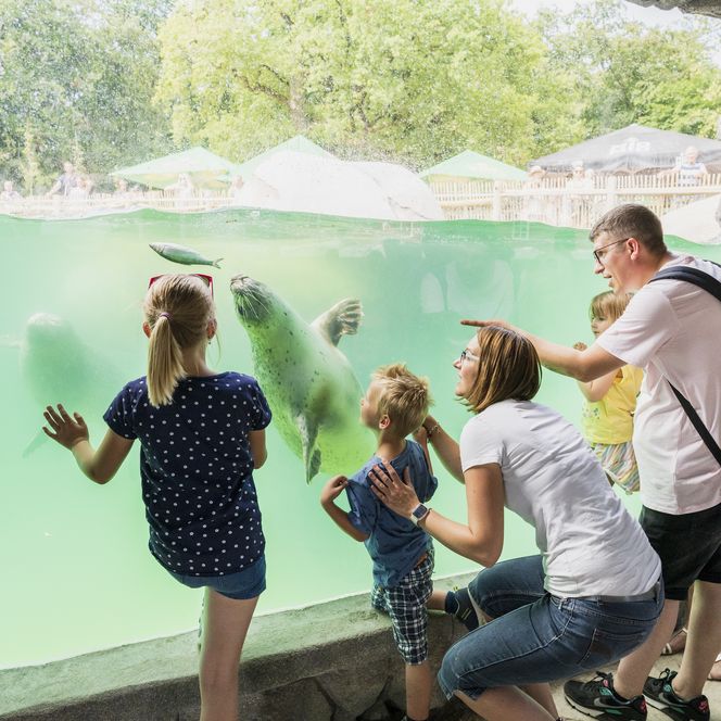 Gezinnen bekijken nieuwsgierig de zeehonden door een groot onderwaterraam in een dierentuin bij daglicht.