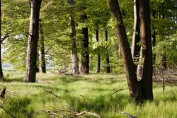 Licht overstroomd bos met dicht, groen gebladerte en zachte, grasachtige grond.